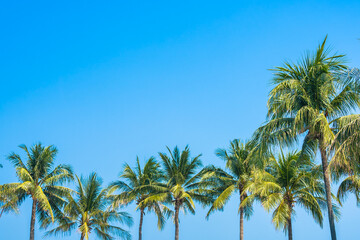 Fototapeta na wymiar Beautiful coconut palm tree with sky