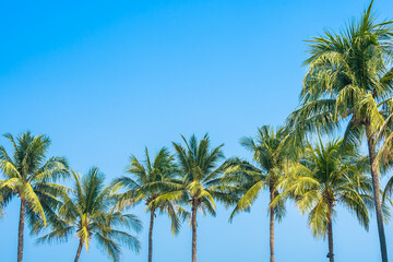 Fototapeta na wymiar Beautiful coconut palm tree with sky