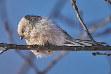 Bird - Long-tailed Tit ( Aegithalos caudatus ) sits on a branch of a bush and eats beetle larvae on a sunny winter day. Close-up.