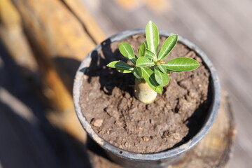 Plants in pots in Thailand