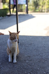 thai cat , old cat