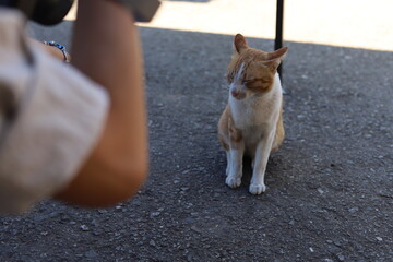 thai cat , old cat