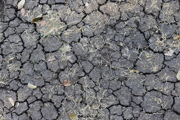The ground is dry and cracking