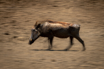Slow pan of common warthog heading left
