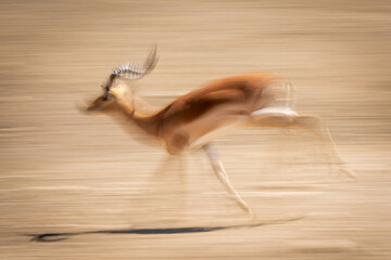Fototapeta na wymiar Slow pan of galloping male common impala