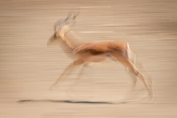 Slow pan of male common impala cantering