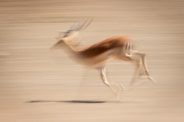 Slow pan of male common impala galloping