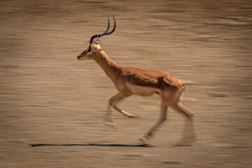 Slow pan of trotting male common impala