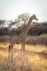 Naklejka na ściany i meble Southern giraffe stands beside track in profile