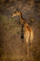 Obraz na płótnie Canvas Southern giraffe stands browsing thornbush in sun
