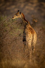 Obraz na płótnie Canvas Southern giraffe stands browsing thornbush in sunshine