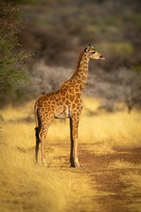 Southern giraffe stands by tree in profile