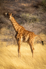 Southern giraffe stands eyeing camera on savannah