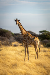Naklejka na ściany i meble Southern giraffe stands eyeing camera in grass