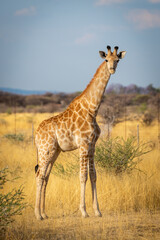 Southern giraffe stands eyeing camera in savannah