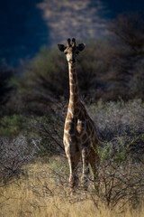 Southern giraffe stands in bushes facing camera