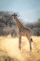 Naklejka na ściany i meble Southern giraffe stands on dirt track staring