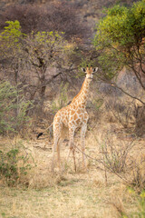 Southern giraffe stands in clearing eyeing camera