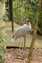 bird