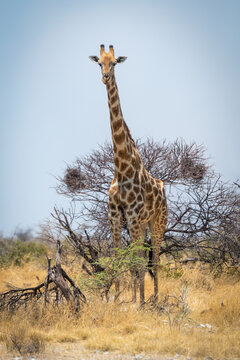 Southern giraffe stands in bushes eyeing camera
