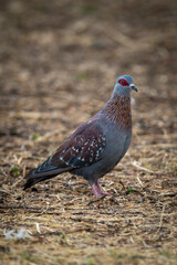Speckled pigeon stands on ground eyeing camera