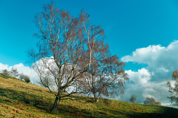 Willow tree on a hillside in the autumn