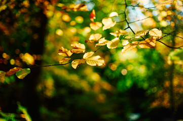 Close up on autumn leaves in the woods