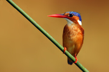 Malachite kingfisher (Corythornis cristatus) sitting on a reed with orange backround by the river Nile. A small African blue kingfisher in the afternoon orange light.