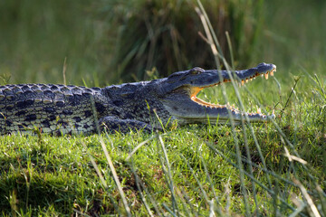 The Nile crocodile (Crocodylus niloticus), Nile crocodile portrait. A large Nile crocodile lying on...