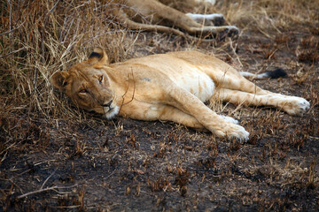 Female lion or lioness (Panthera leo), an African lion lying on a dark background of burnt bush. The lioness lies on the remains of grass after a savannah fire.