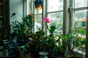 Window sill with potted plants