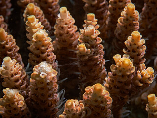 Tips of a tropical coral 