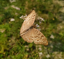 butterfly on leaf