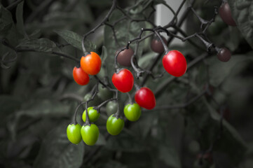 red and green berries on a branch