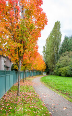 Obraz premium autumn trees in the park