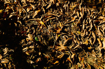 Fallen leaves on the ground in autumn