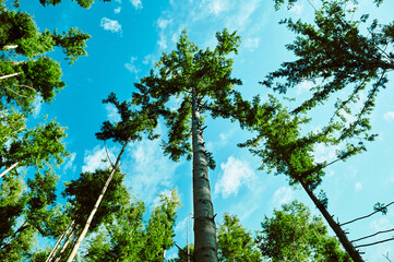 Fototapeta premium Tall pine trees in the forest on a sunny autumn day