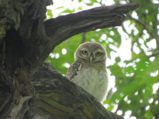 great horned owl