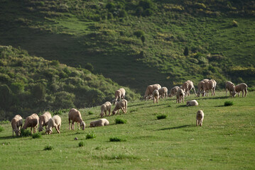Obraz premium Sheeps grazing in the middle of field in the evening light in the mountains