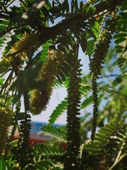 green palm tree