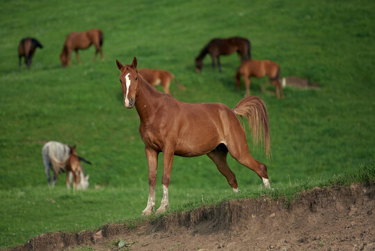 Horses pasture in the meadow. Image for advertising agriculture, cattle raising, farm products, organic and fresh meat.
