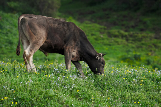 A young bull eats grass on a high mountainous valley of Kyrgyzstan