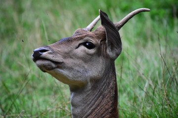 Ein junger Dammhirsch vertreibt störende Fliegen - A young fallow deer drives away annoying flies