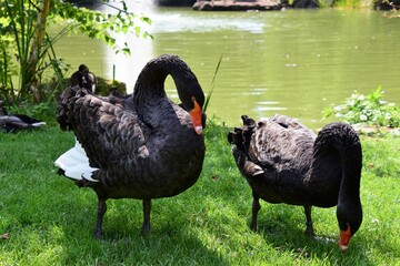 Ein Trauerschwan Paar im Kurpark Bad Liebenzell Deutschland - A Black Swan couple in the spa gardens Bad Liebenzell Germany