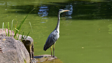 Ein Fischreiher an einem Teich nach Beute Ausschau haltend - A heron on the lookout for prey by a pond