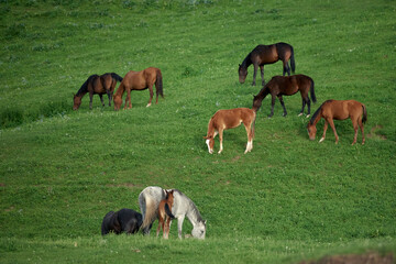 Fototapeta na wymiar Horses pasture in the meadow. Image for advertising agriculture, cattle raising, farm products, organic and fresh meat.