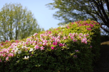 公園のツツジ
