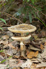 Disparo vertical de hongos en un bosque