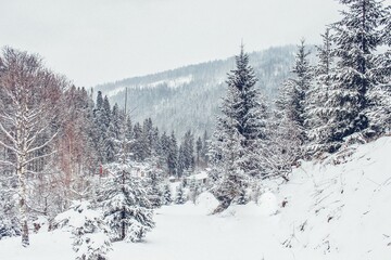 Winter, snowy mountains. Mountain river
