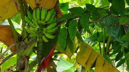 Unreife Bananen an der Staude in einem Fischerdorf in Indien - Unripe bananas on the perennial in a fishing village in India